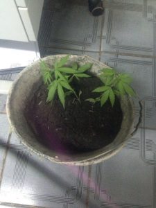 FOTO DA PLANTAÇÃO DE MACONHA