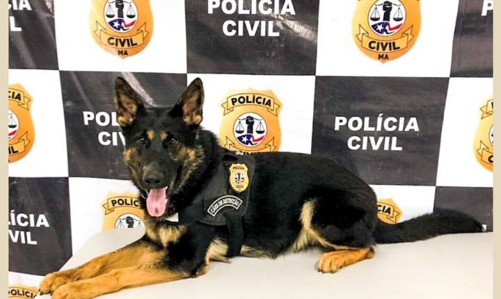 “BARUCK” É O MAIS NOVO INTEGRANTE DA POLÍCIA CIVIL CONTRA O TRÁFICO DE ENTORPECENTES