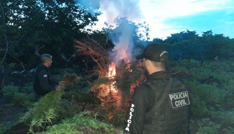 POLÍCIA CIVIL LOCALIZA E DESTRÓI MAIS DE 2 MIL MUDAS DE MACONHA