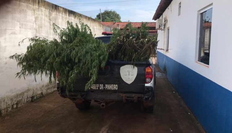 A POLÍCIA CIVIL DO MARANHÃO ACABA COM PLANTAÇÃO DE MACONHA NA CIDADE DE PEDRO DO ROSÁRIO/MA