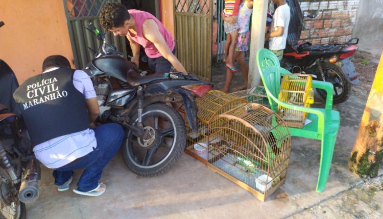 POLÍCIA CIVIL REALIZA PRISÃO POR RECEPTAÇÃO, PORTE ILEGAL DE ARMA E CATIVEIRO DE PÁSSAROS SILVESTRES EM ITAPECURU