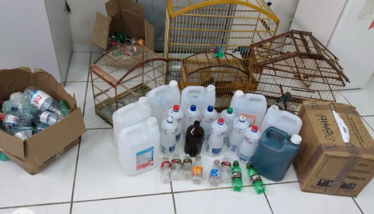 GRANDE QUANTIDADE DE “LOLÓ” APREENDIDA EM RIBAMAR
