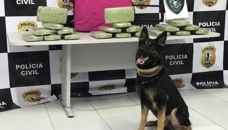 POLÍCIA CIVIL REALIZA OPERAÇÃO DE REPRESSÃO AO TRÁFICO DE DROGAS NA REGIÃO DE BACABAL E PRENDE TRAFICANTE COM 20KG DE MACONHA