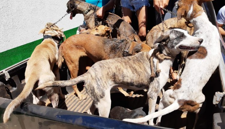POLÍCIA CIVIL DE COLINAS RESGATA CACHORROS EM SITUAÇÃO DE MAUS-TRATOS E APREENDE ARMA DE FOGO
