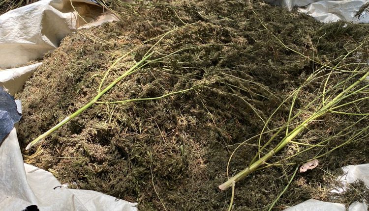 POLÍCIA CIVIL DESTRÓI PLANTAÇÃO DE MACONHA NA RESERVA DO CARU, EM BOM JARDIM