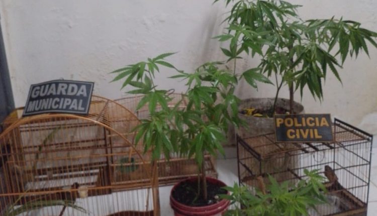 POR TRÁFICO DE DROGAS E CRIME AMBIENTAL, HOMEM É PRESO PELA POLÍCIA CIVIL, EM RIBAMAR