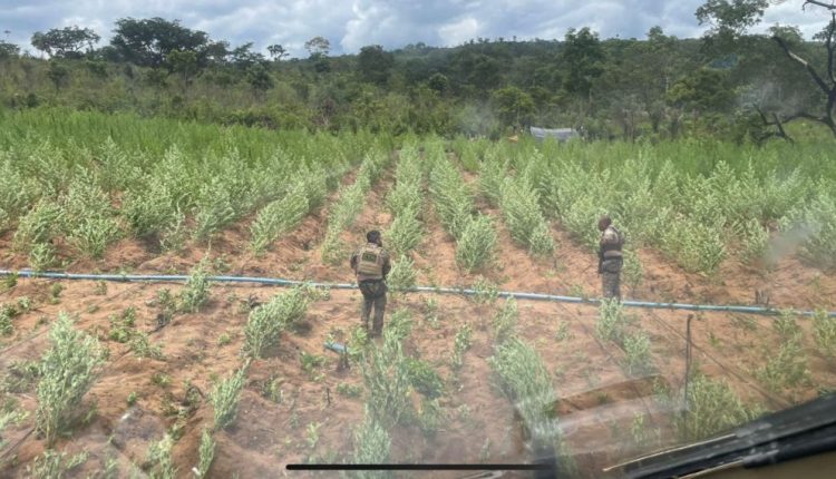 FORÇAS DE SEGURANÇA ENCONTRAM MAIS DE 300 MIL PÉS DE MACONHA EM JENIPAPO DOS VIEIRAS
