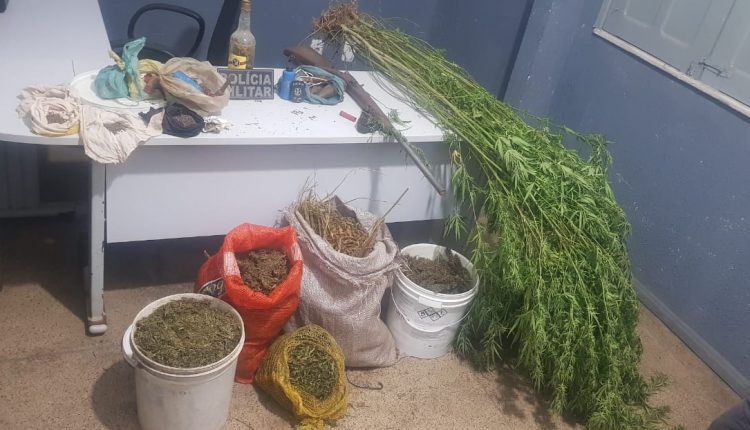 EM MONTES ALTOS, POLÍCIA CIVIL PRENDE HOMEM RESPONSÁVEL POR PLANTAÇÃO DE MACONHA