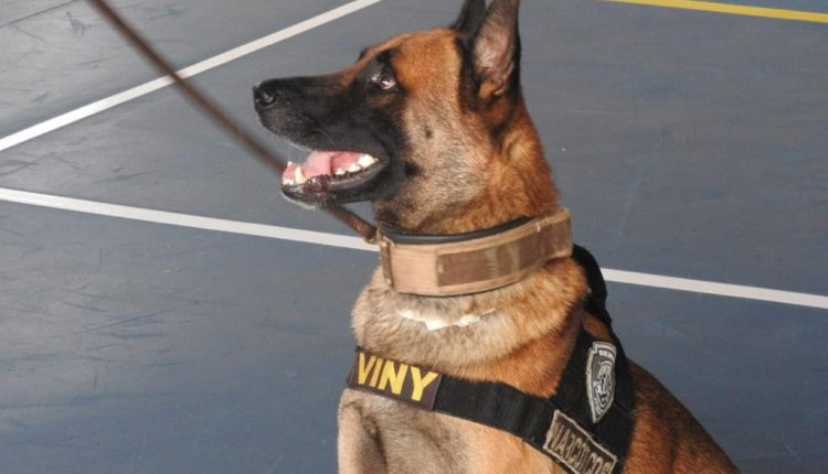 APÓS 7 ANOS DE SERVIÇO, CÃO FAREJADOR K9 VINY SE “APOSENTA” DA POLÍCIA CIVIL DO MARANHÃO