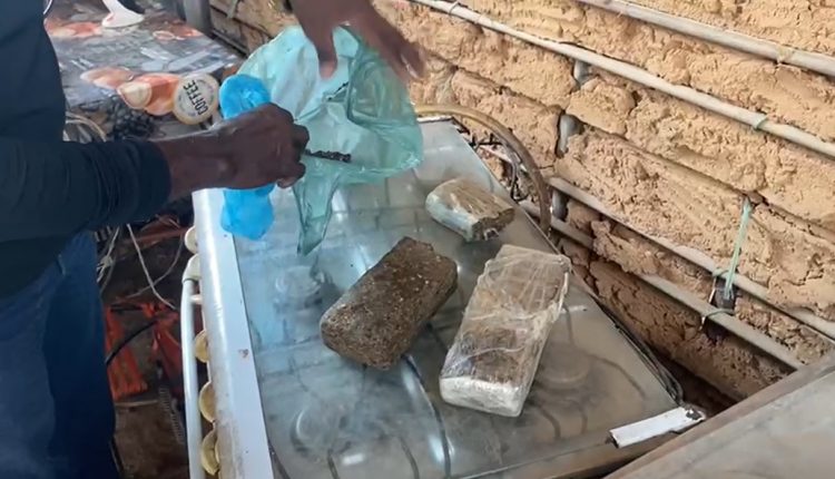 EM CODÓ, POLÍCIA CIVIL APREENDE MACONHA NA RESIDÊNCIA DE SUSPEITO DE COMETER HOMICÍDIO