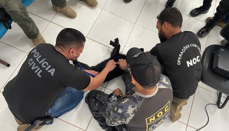 SENARC REALIZA SIMPÓSIO DE BEM ESTAR E SAÚDE PARA CÃES POLICIAIS
