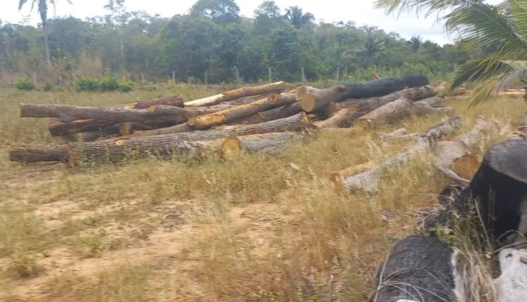 OPERAÇÃO PROTETORES DOS BIOMAS:  UMA PESSOA É CONDUZIDA À DELEGACIA POR EXTRAÇÃO ILEGAL DE MADEIRA EM SÃO DOMINGOS DO AZEITÃO