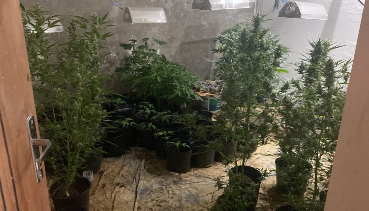 POLÍCIA CIVIL DO MARANHÃO FECHA LABORATÓRIO DE PRODUÇÃO DE SUPERMACONHA, EM DAVINÓPOLIS