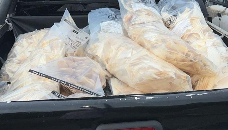 EM SÃO LUÍS, POLÍCIA CIVIL APREENDE MAIS DE 70 QUILOS DE CARTILAGENS DE BARBATANAS DE TUBARÃO