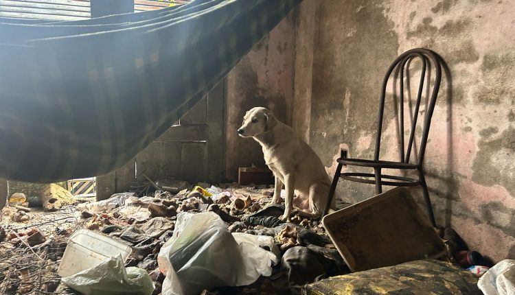 FORÇA-TAREFA RESGATA  11 CÃES E PRENDE HOMEM PELO CRIME DE MAUS-TRATOS, EM SÃO LUÍS