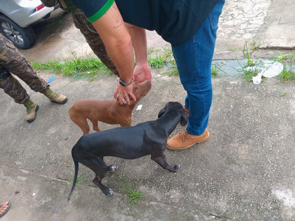 BEM ESTAR ANIMAL: POLÍCIA CIVIL REALIZA AÇÃO DE COMBATE AO CRIME DE MAUS-TRATOS CONTRA ANIMAIS EM SÃO LUÍS
