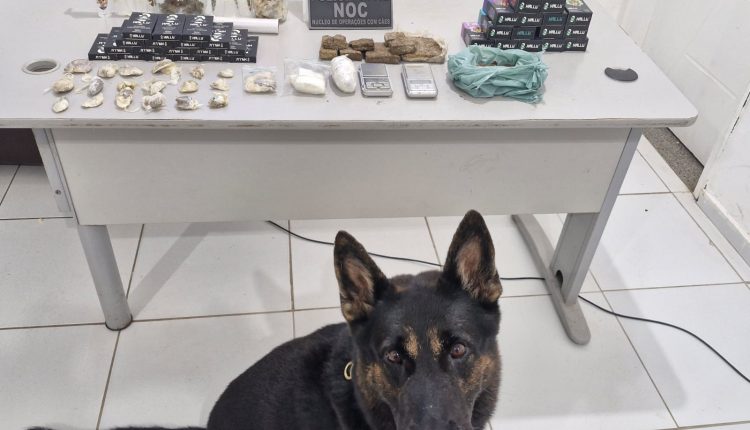 POLÍCIA CIVIL CUMPRE TRÊS MANDADOS DE BUSCA E APREENSÃO NA CAPITAL; DOIS INDIVÍDUOS FORAM PRESOS POR TRÁFICO DE DROGAS E PORTE ILEGAL DE ARMA DE FOGO