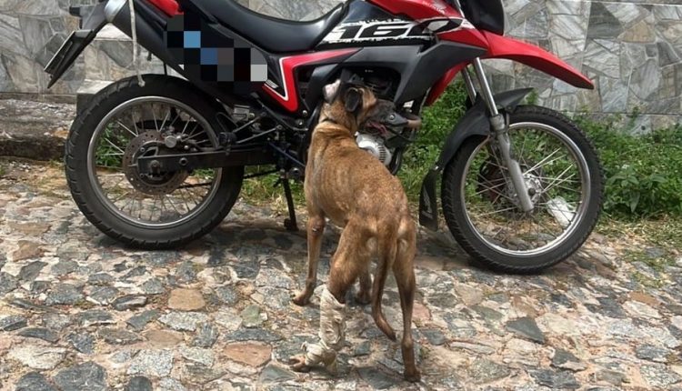 HOMEM É AUTUADO EM FLAGRANTE POR MAUS-TRATOS A CÃO NO CENTRO DE SÃO LUÍS