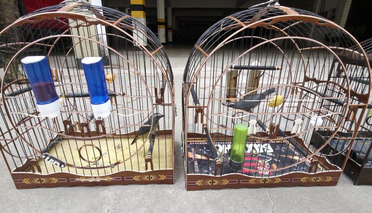 OPERAÇÃO LIBERTAS: FORÇA-TAREFA APREENDE 50 AVES SILVESTRES EM SÃO LUÍS