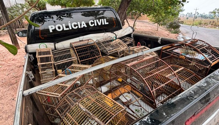 OPERAÇÃO PROTETOR DOS BIOMAS RESULTA EM PRISÃO E APREENSÃO DE AVES SILVESTRES E ARMAS DE FOGO EM BACABAL E LAGO VERDE