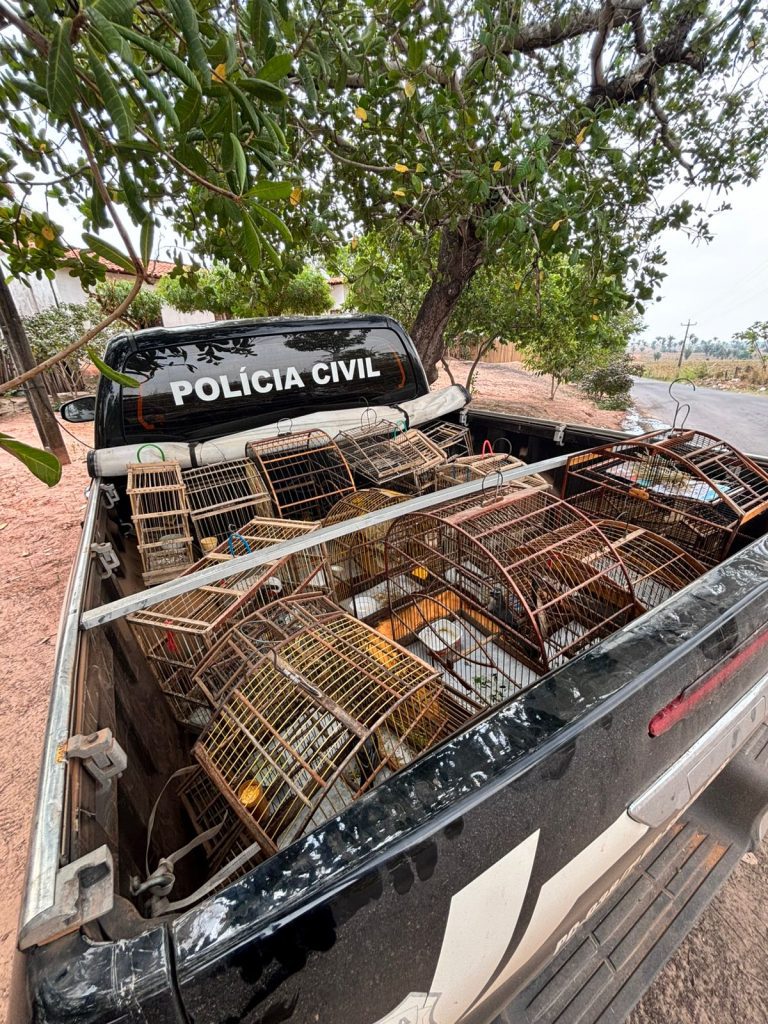 OPERAÇÃO PROTETOR DOS BIOMAS RESULTA EM PRISÃO E APREENSÃO DE AVES SILVESTRES E ARMAS DE FOGO EM BACABAL E LAGO VERDE