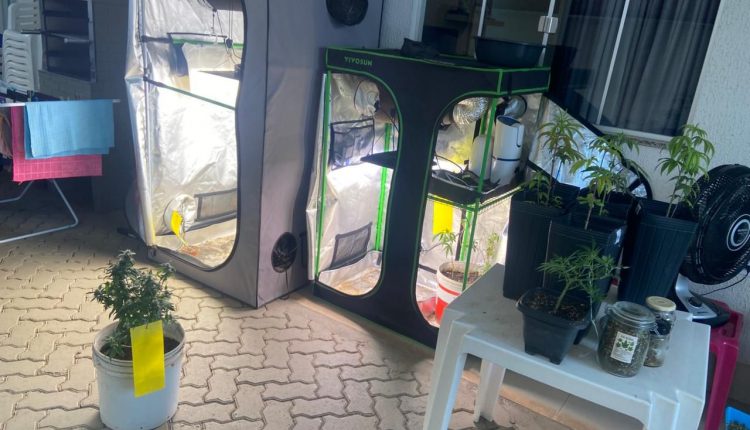 POLÍCIA CIVIL APREENDE ESTUFAS PARA CULTIVO ILEGAL DE MACONHA EM CONDOMÍNIO DE LUXO EM IMPERATRIZ