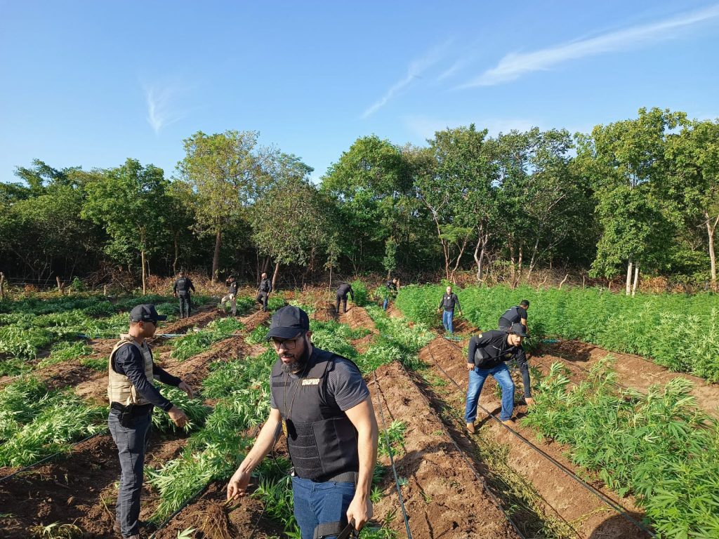 AÇÃO INTEGRADA ENTRE POLÍCIAS CIVIS LOCALIZA PLANTAÇÃO DE MACONHA EM SÃO JOÃO DOS PATOS