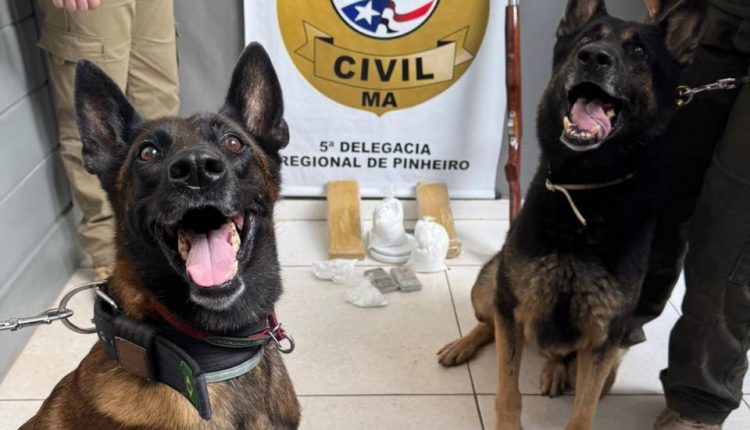 EM PINHEIRO, POLÍCIA CIVIL PRENDE QUATRO PESSOAS POR TRÁFICO DE DROGAS E POSSE ILEGAL DE ARMA DE FOGO