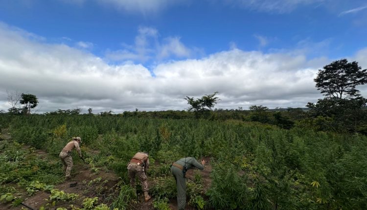 OPERAÇÃO HERBA NEFANDA II ERRADICA PLANTAÇÃO COM MAIS DE 80 MIL PÉS DE MACONHA NO INTERIOR DO MARANHÃO