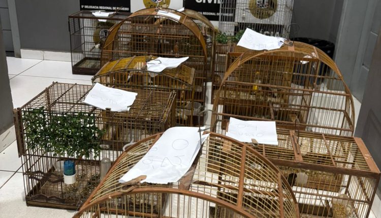 POLÍCIA CIVIL APREENDE 14 AVES SILVESTRES DURANTE OPERAÇÃO AMBIENTAL EM PINHEIRO