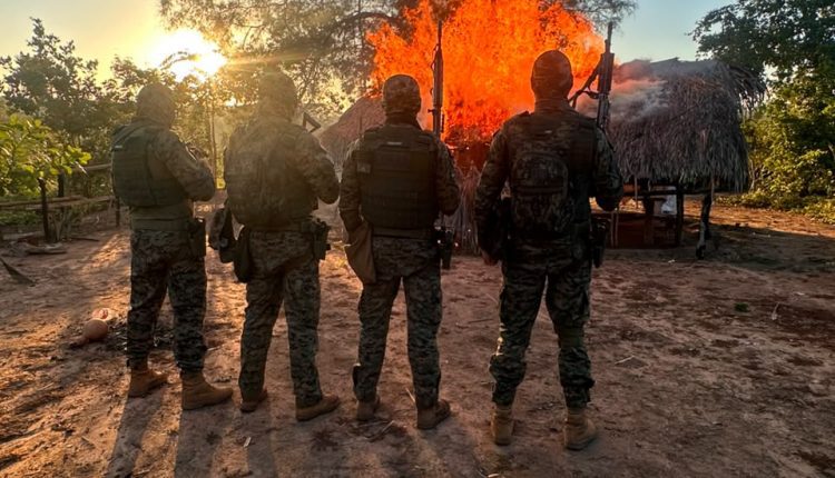 POLÍCIA CIVIL DEFLAGRA OPERAÇÃO HERBA NEFANDA III E DESARTICULA ESTRUTURA DE CULTIVO DE MACONHA EM GRAJAÚ